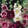 Alcea rosea 'Giant Single Mixed' Added by Sadie Honeybun, Plant People