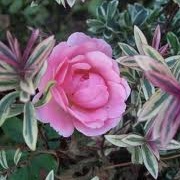 Rosa 'Caribbean Dawn'