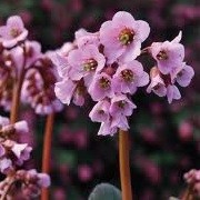 Bergenia 'Eric Smith'  (05/11/2013)  added by Shoot)