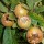 Mespilus germanica 'Royal' (07/12/2013)  added by Shoot)