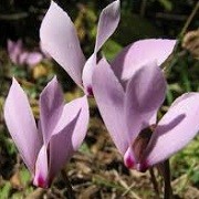 Cyclamen cilicium (07/12/2013)  added by Shoot)