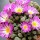 Frithia pulchra (07/12/2013)  added by Shoot)