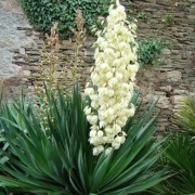  (06/08/2018) Yucca gloriosa added by Shoot)