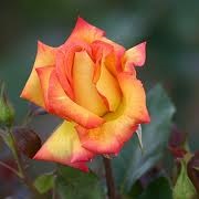 Rosa 'Redgold'
