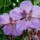  (13/05/2016) Geranium pratense 'Purple Haze' added by Shoot)