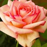 Polyantha Rose Garden Princess A Beautiful Fragrant Rose
