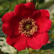 Rosa 'Geranium Red'
