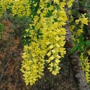 Laburnum anagyroides (04/02/2014)  added by Shoot)