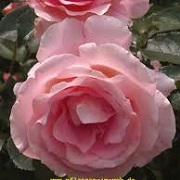 Rosa 'Rossetti Rose'