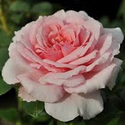 Rosa 'Radox Bouquet'