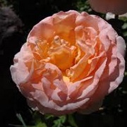 Rosa 'Royal Wedding'