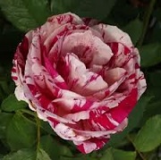 Rosa 'Peppermint Twist'