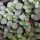 Pilea libanensis (24/02/2014)  added by Shoot)