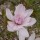 Magnolia stellata 'Rosea' (24/02/2014)  added by Shoot)