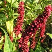 Persicaria amplexicaulis 'Blackfield' (25/02/2014)  added by Shoot)