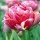 Tulipa 'Wedding Gift' (25/02/2014)  added by Shoot)