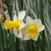 Narcissus 'Golden Echo' (25/02/2014)  added by Shoot)