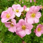  (14/04/2020) Potentilla fruticosa 'Pink Beauty' added by Shoot)
