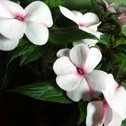 Impatiens 'Divine Pink Pearl' (27/02/2014)  added by Shoot)