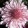 Chrysanthemum 'Emperor of China' (27/02/2014)  added by Shoot)