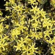 Corokia cotoneaster (27/02/2014)  added by Shoot)