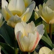 Tulipa 'White Fire'