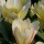 Tulipa 'White Fire' (27/02/2014)  added by Shoot)