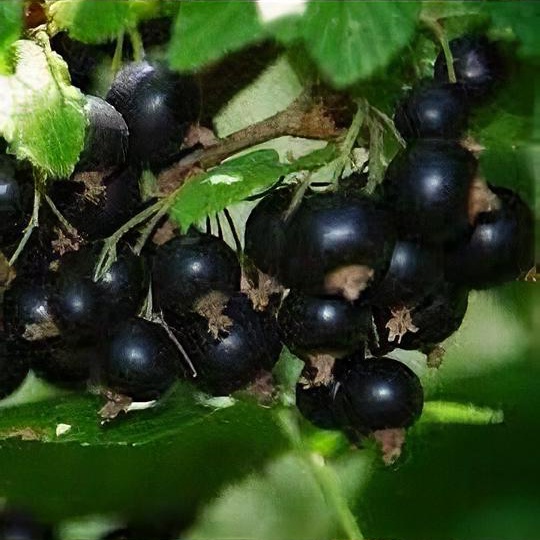 Ribes nigrum 'Noir de Bourgogne' 