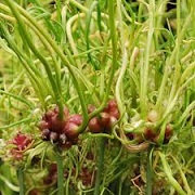 Allium vineale 'Dready'