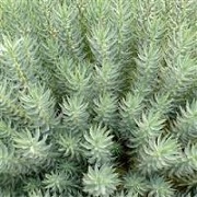 Euphorbia 'Grey Hedgehog'