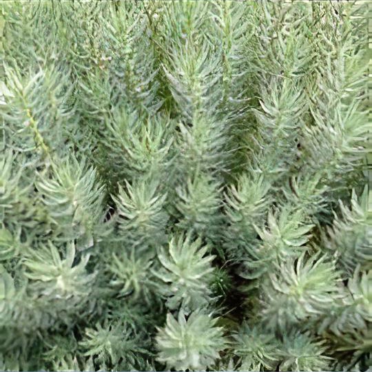 Euphorbia 'Grey Hedgehog'