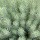 Euphorbia 'Grey Hedgehog' (11/02/2014)  added by Shoot)