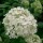 Hydrangea arborescens (10/02/2014)  added by Shoot)