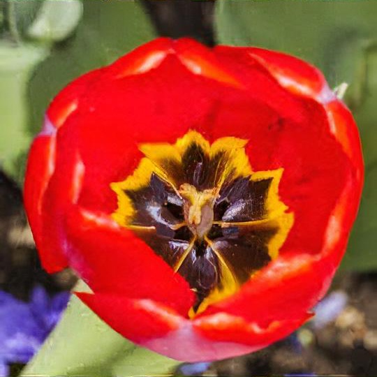 Tulipa 'Apeldoorn'