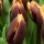 Tulipa 'Doberman' (10/02/2014)  added by Shoot)