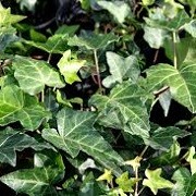 Hedera helix 'Pittsburgh' (10/02/2014)  added by Shoot)