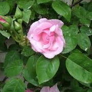 Rosa 'Kathleen's Rose'
