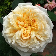 Rosa 'Royal City Rose'