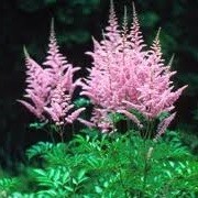 Astilbe 'Hyazinth' (x arendsii) (05/02/2014)  added by Shoot)
