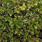 Buxus microphylla 'Golden Triumph' (04/02/2014)  added by Shoot)