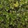 Buxus microphylla 'Golden Triumph' (04/02/2014)  added by Shoot)