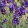 Lavandula angustifolia 'L'Avance Purple' (04/02/2014)  added by Shoot)