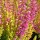 Calluna vulgaris 'Firefly' (03/02/2014)  added by Shoot)