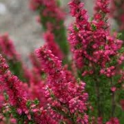 Calluna vulgaris 'Red Beauty'