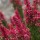 Calluna vulgaris 'Red Beauty' (03/02/2014)  added by Shoot)