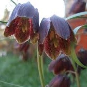 Fritillaria ruthenica (03/03/2014)  added by Shoot)
