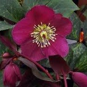 Helleborus (Rodney Davey Marbled Group) 'Anna's Red' (03/03/2014)  added by Shoot)