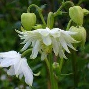 Aquilegia 'Lime Sorbet' (05/03/2014)  added by Shoot)