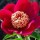Paeonia lactiflora 'Nippon Beauty' (05/03/2014)  added by Shoot)
