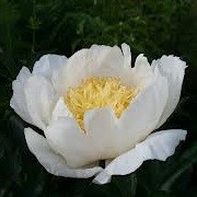 Paeonia lactiflora 'Moon of Nippon' (05/03/2014)  added by Shoot)